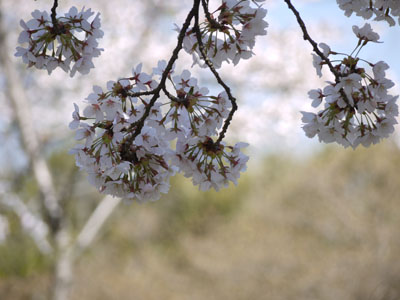 桜花びら.jpg